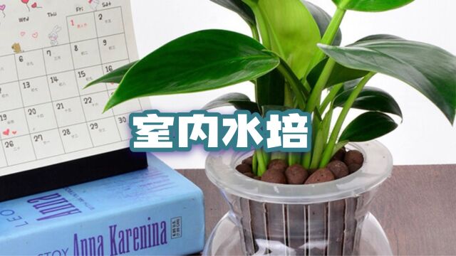 让你的室内变得更美丽 利用LED灯带实现全年无休的室内水培盆栽