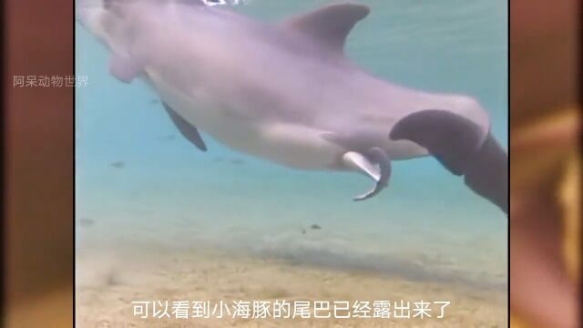 海豚生宝宝动物世界