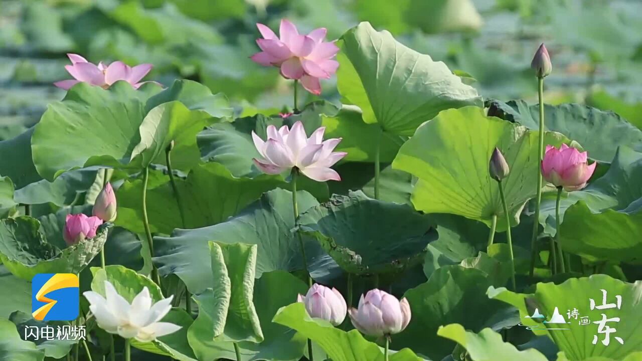 诗画山东|东平湖:湖面轻托夏日莲 清香飘渺错落间