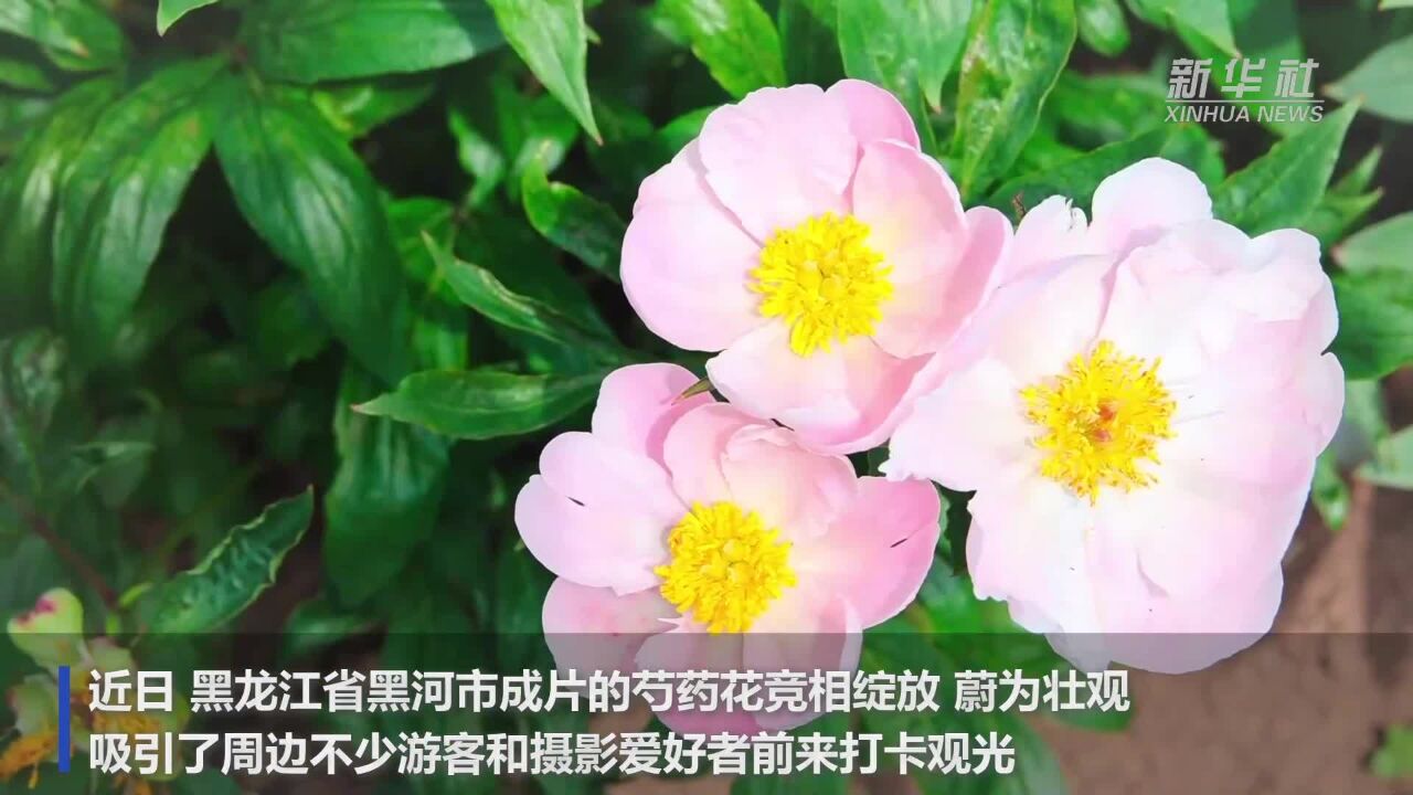 黑龙江黑河:芍药花开引客来