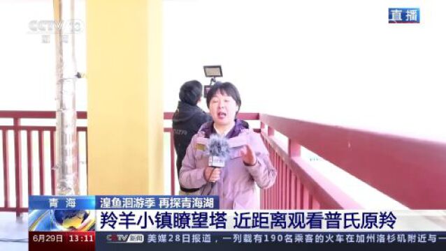 湟鱼洄游季 再探青海湖 探秘羚羊小镇 保护普氏原羚