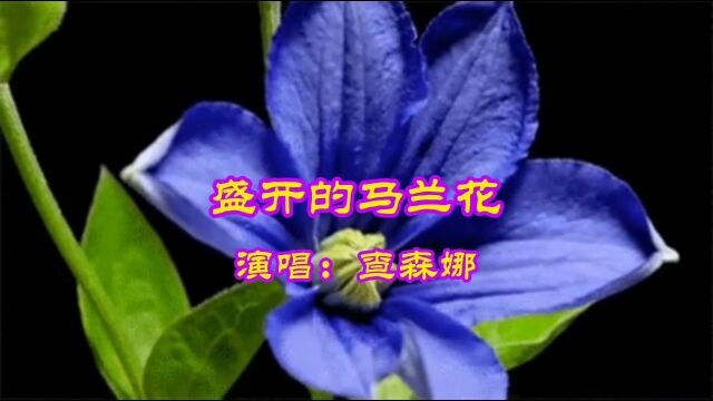 查森娜演唱的歌曲《盛开的马兰花》,请欣赏