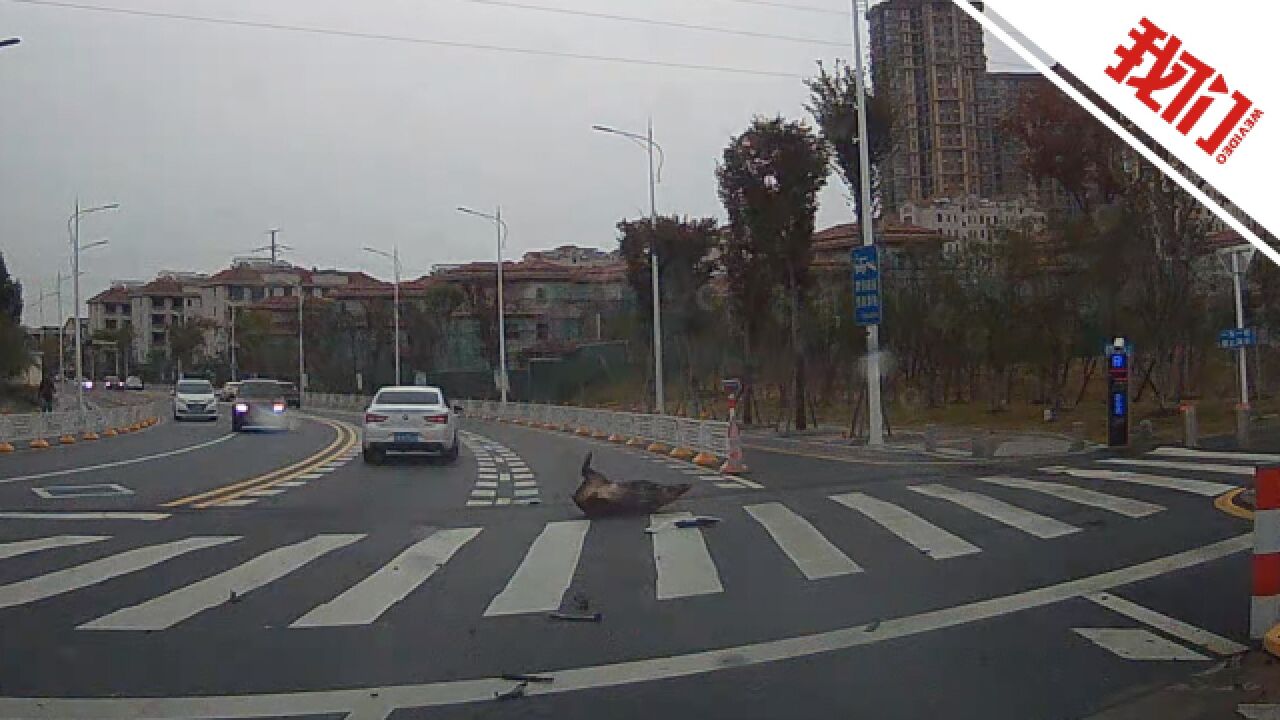 南京一市民驾车途中与野猪相撞被判全责 行车记录仪拍下相撞瞬间