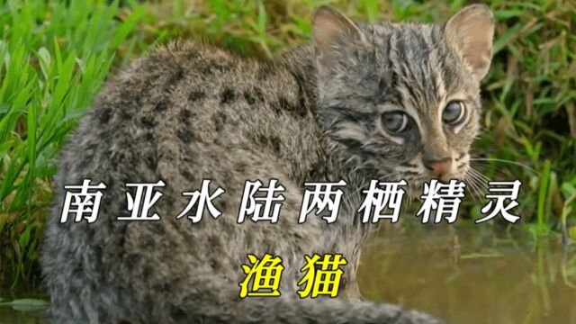 鱼猫:水陆两栖的捕鱼高手