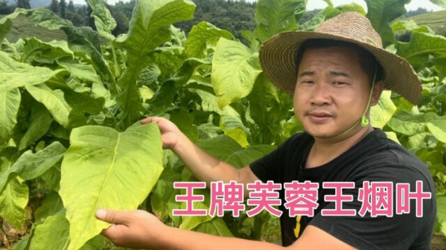 芙蓉王烟叶为什么这么受欢迎 看看他的核心原材料 究竟有何不同处