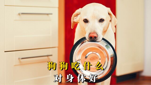 狗狗吃什么对身体好?可以喂这6种食物!