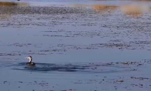 新疆阿克苏:巴依孜湖成群候鸟栖息