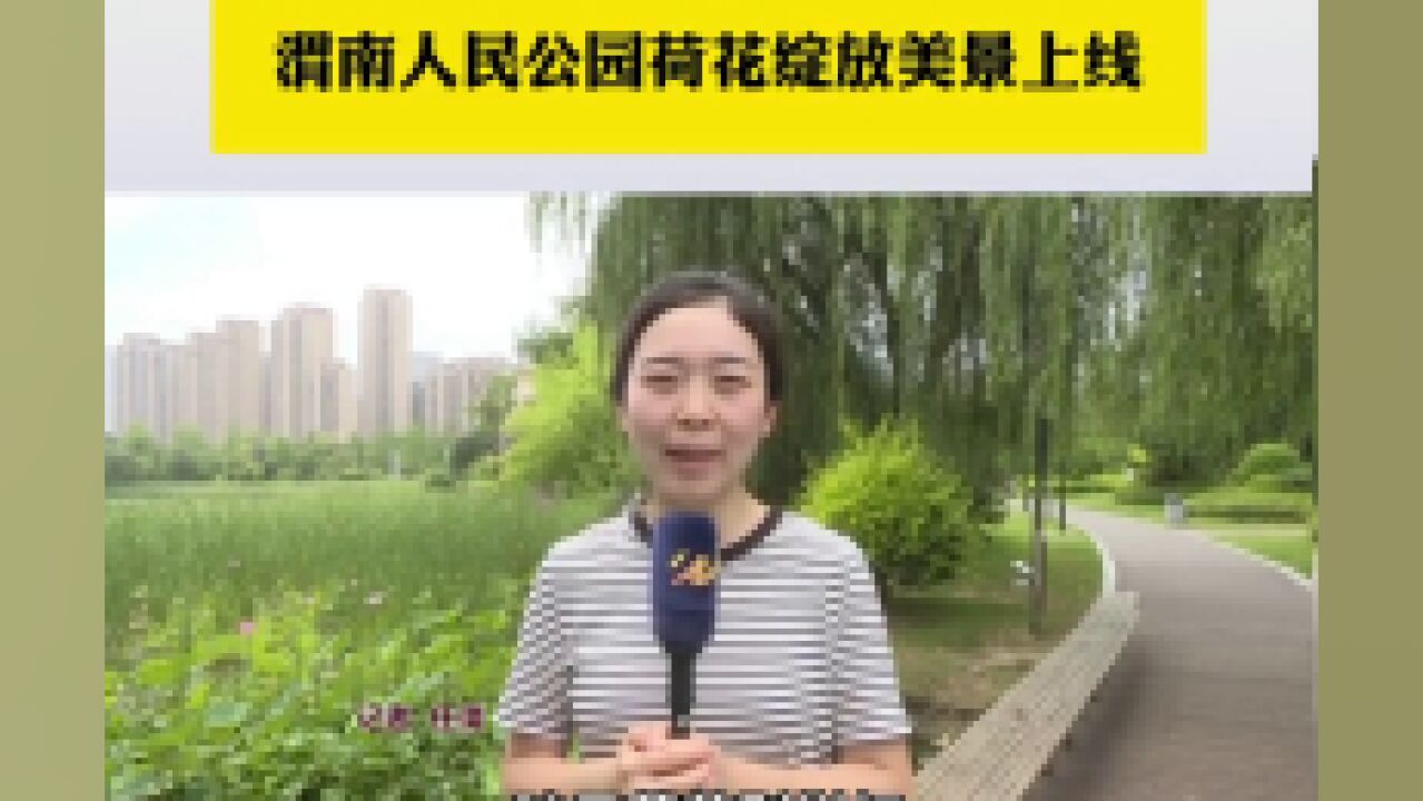 渭南人民公园荷花绽放美景上线.