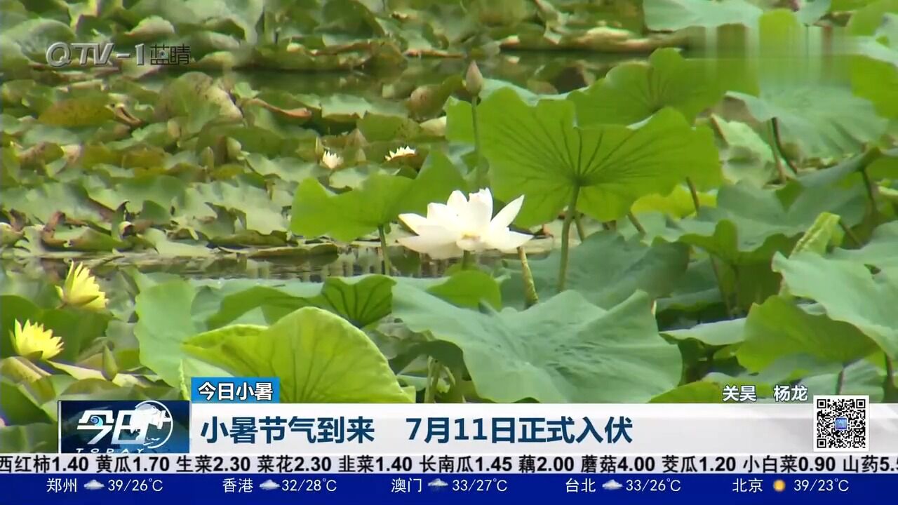 小暑节气到来!青岛7月11日正式入伏,酷夏真的要来了