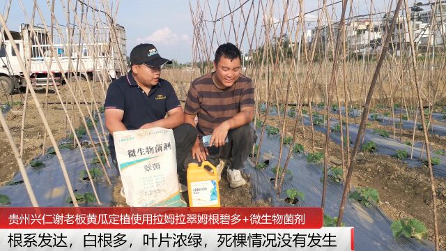 生根剂贵州兴仁黄瓜使用拉姆拉翠姆根碧多+微生物菌剂,长势健壮,根系发达,白根多