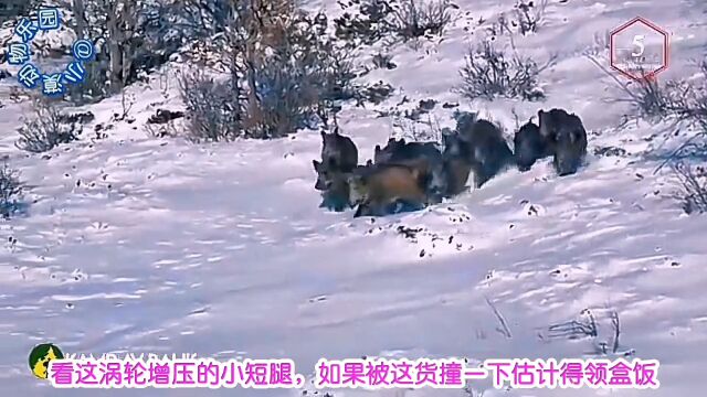 野猪,连续点射都毫发无损!#野猪#狩猎#动物世界