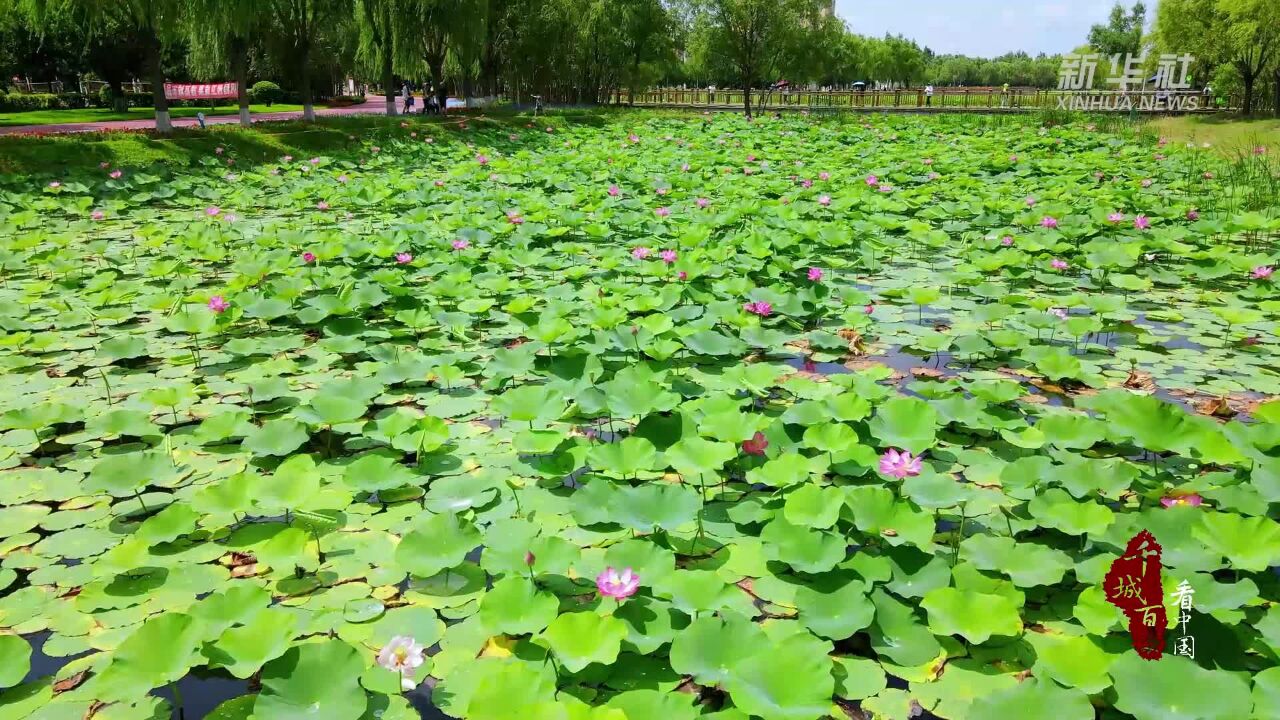 千城百县看中国|内蒙古通辽:夏日荷花别样红