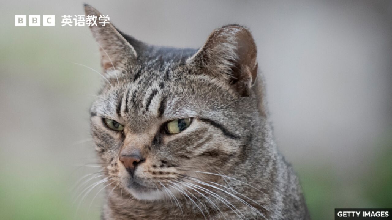 BBC英语大破解:研究称猫有近300种面部表情 facial expressions