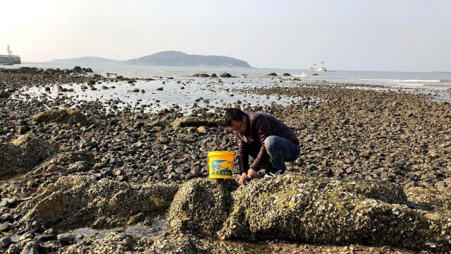 来南黄岛对面海岸赶海,礁石上全是野生海蛎子生蚝!一次撬一桶