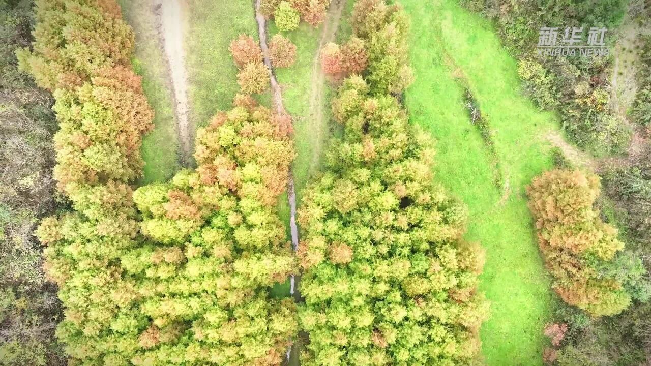 重庆酉阳桃花源:秋色下的水杉林