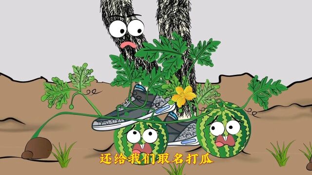 西瓜跟打瓜的区别?芋头跟滴水观音的区别?白菜横切跟竖切?放葱原创动画动画制作百科科普