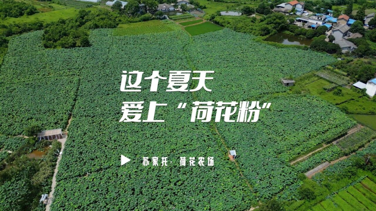 花草新闻社 | 这个夏天,它比芭比更“粉”