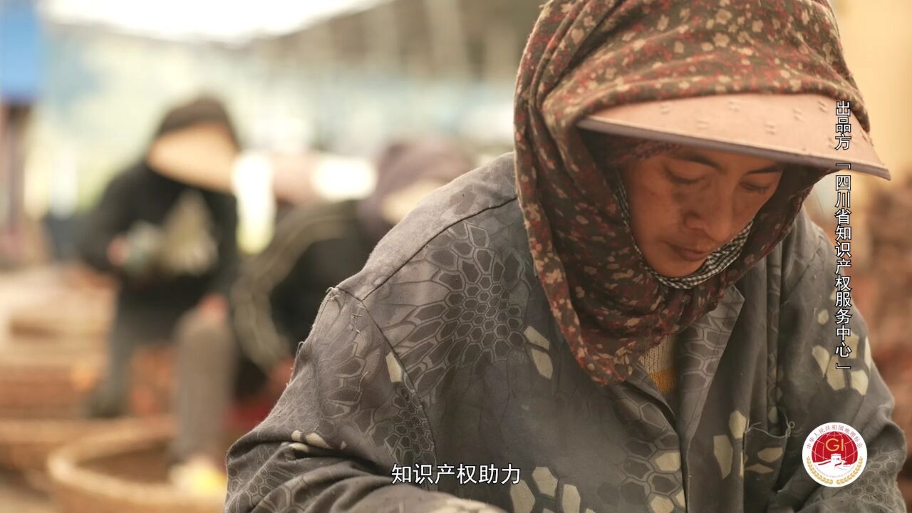 2023走进天府地标:若尔盖唐古特大黄