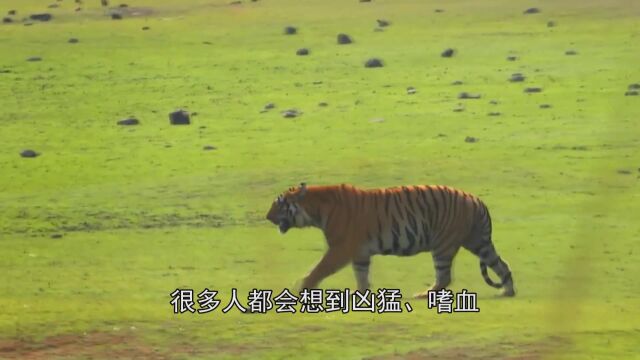 老虎即使再饥饿,也有“三不杀”,看完长见识了