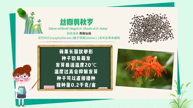 长白山植物千“种”风情|丝瓣剪秋罗