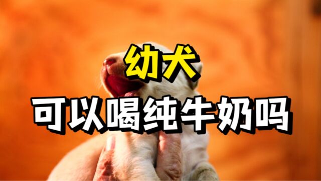 幼犬能喝纯牛奶吗?很多人不知道!