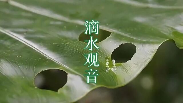 美丽的植物背后蕴藏哪些你不知道的知识,滴水观音,大家一定要了解一下.