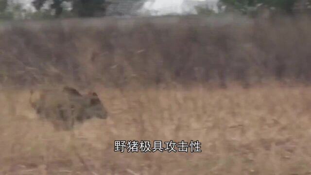 野猪厉害还是家猪厉害?男子将野猪与家猪养在一起,结果令人意外