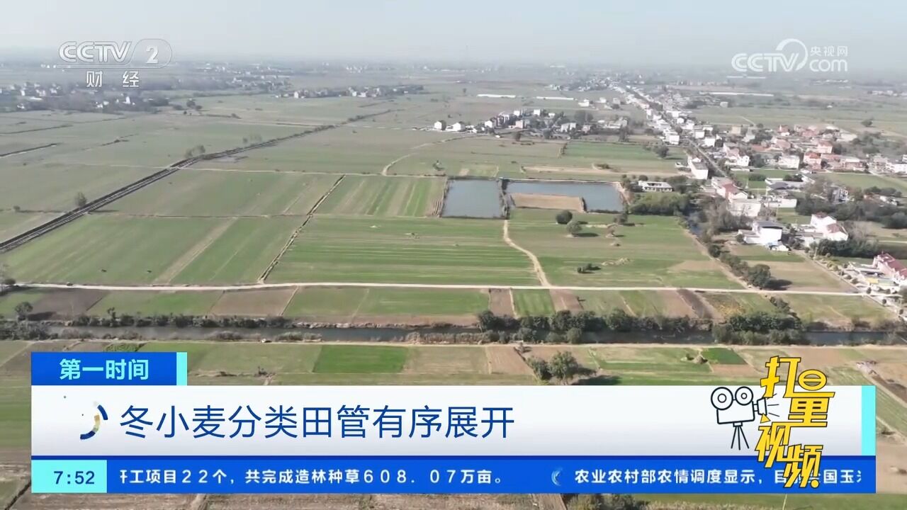 各地冬小麦分类田管正在有序展开,确保苗齐苗壮