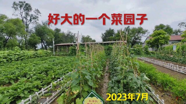 盛夏的东营南郊田野,一块共享菜地、一片向日葵花海