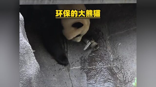 大熊猫结浜不想浪费水资源,想尽办法关掉水龙头