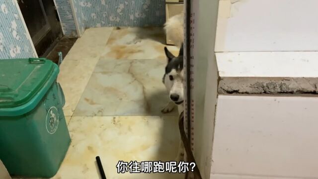 最后哈士猪流下的了悔恨的泪水