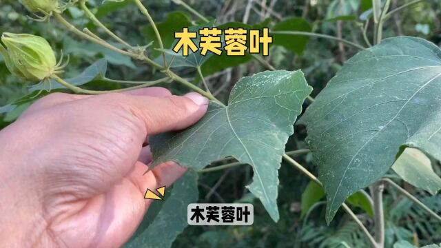 “木芙蓉叶”日常生活小记