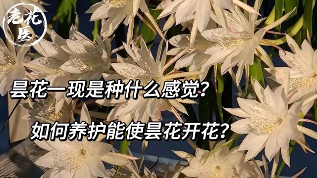 昙花一现是种什么感觉?如何养护能使昙花开花?