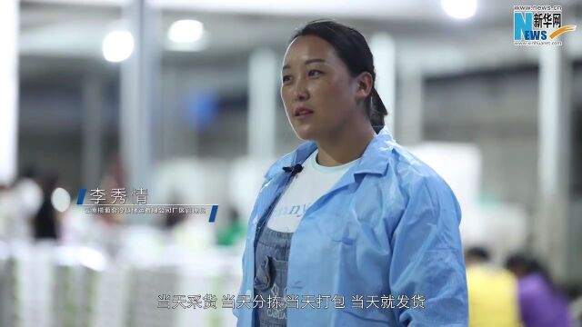 乡村振兴在行动|人均1亩水果!探访“果城”宾川里的甜蜜事业