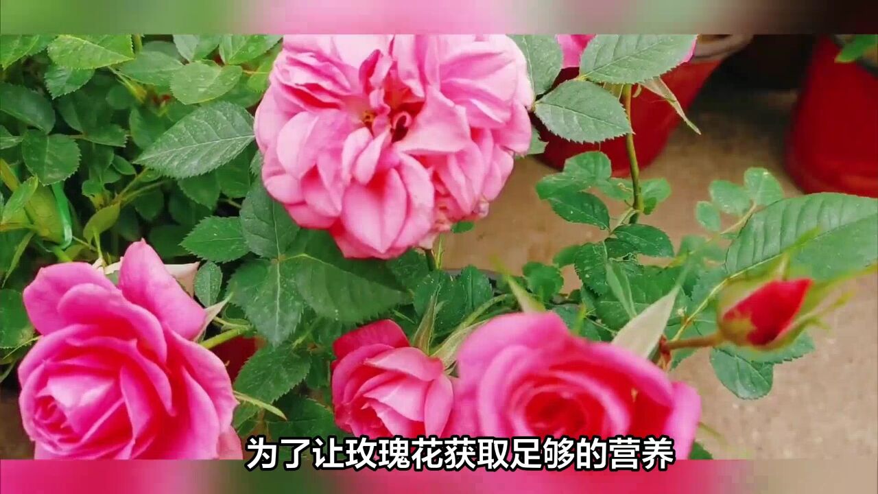 你的玫瑰花蔫了?三招玫瑰醒花法让它重焕生机!