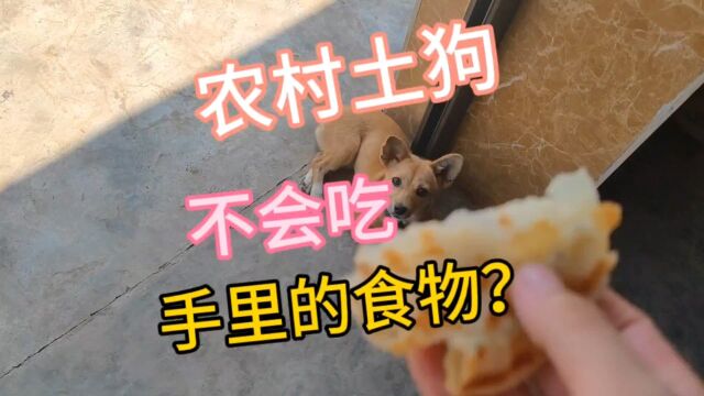 农村土狗会吃主人手里的食物吗