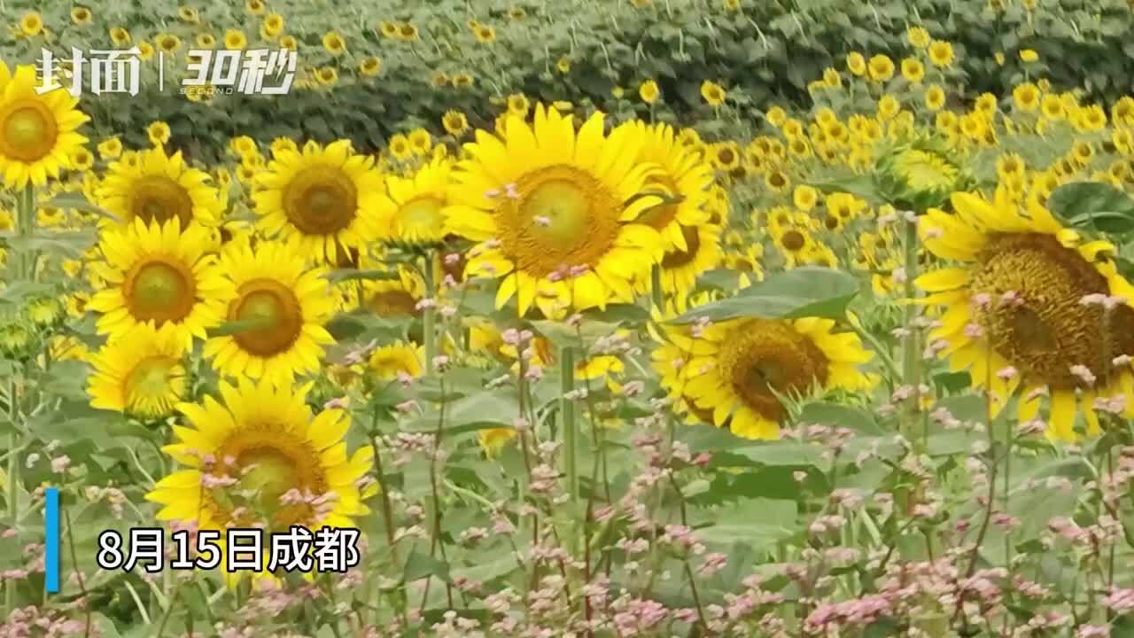 30秒|成都天府绿道银杏桥 一大片向日葵花等你打卡