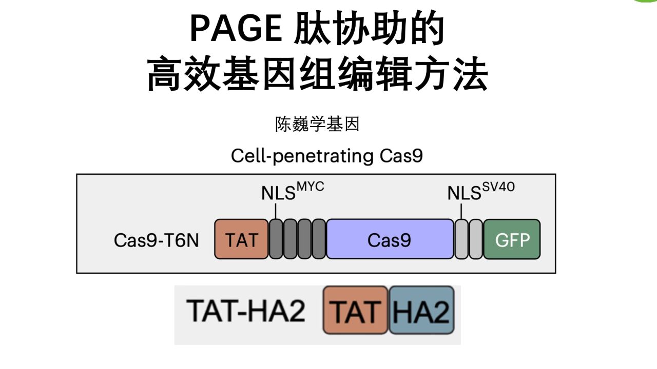 【陈巍学基因】PAGE肽协助的高效基因组编辑方法