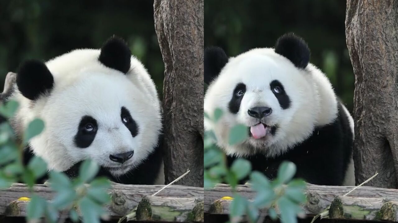 大熊猫最新吃播,吃竹笋太费劲直翻白眼,吐舌头卖萌超可爱