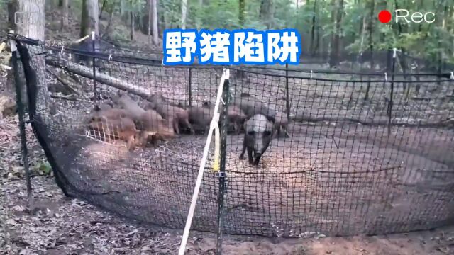 猎人用渔网围栏轻松抓捕野猪群#野猪 #荒野猎人 #户外 #神奇动物在抖音 #爱护大自然保护野生动物.