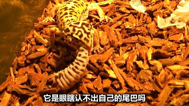 吃自己身体的4种诡异生物,蜥蜴断尾自食,自噬之蛇动物科普爬行动物蜥蜴 1