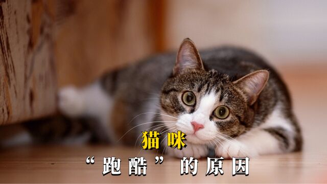 猫咪经常“跑酷”,离不开这几个原因