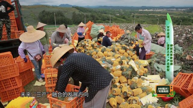 万宁龙滚:“菠萝之乡”产业转型 铸就凤梨新招牌