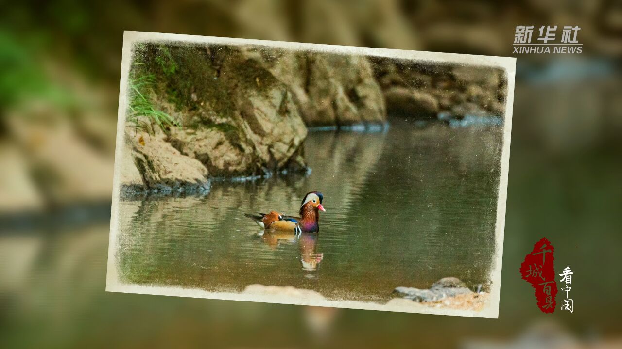 千城百县看中国|福建顺昌:山中“小精灵”现身九龙山