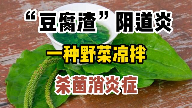 “豆腐渣”阴道炎,一种野菜凉拌,杀菌消炎症