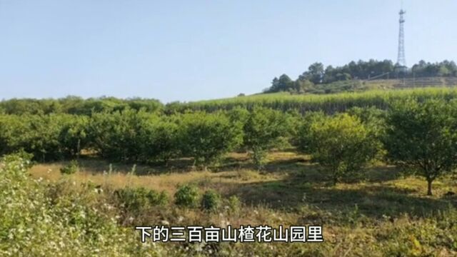 广西恭城:洁白山楂花盛开如仙境