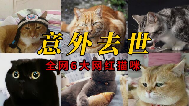 盘点意外去世的6大网红猫咪,你有多久没刷到它们的视频了?