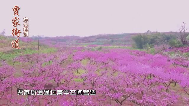 贾家街道:一座健康、绿色的生态之城东部新区两周年