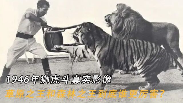 1946年狮虎斗真实影像,草原之王和森林之王到底谁更厉害?