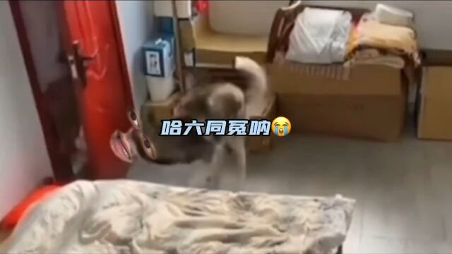 哈六同冤呐